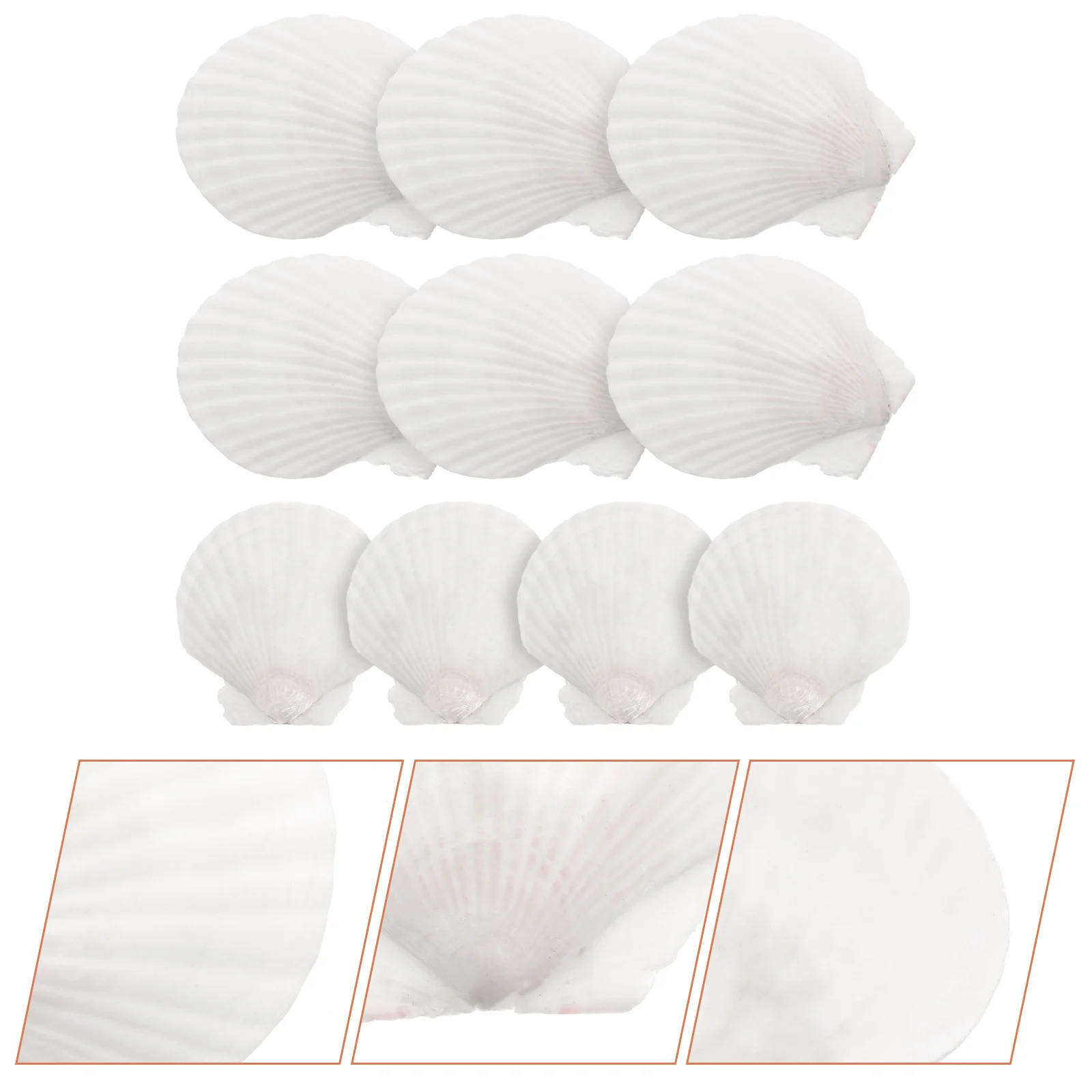 Dekoratyvinis Crafting Shell White Šukutės Gamtos Shell Beach Kriauklių, Rankdarbių White Shell White Shell ??korpusai - 0