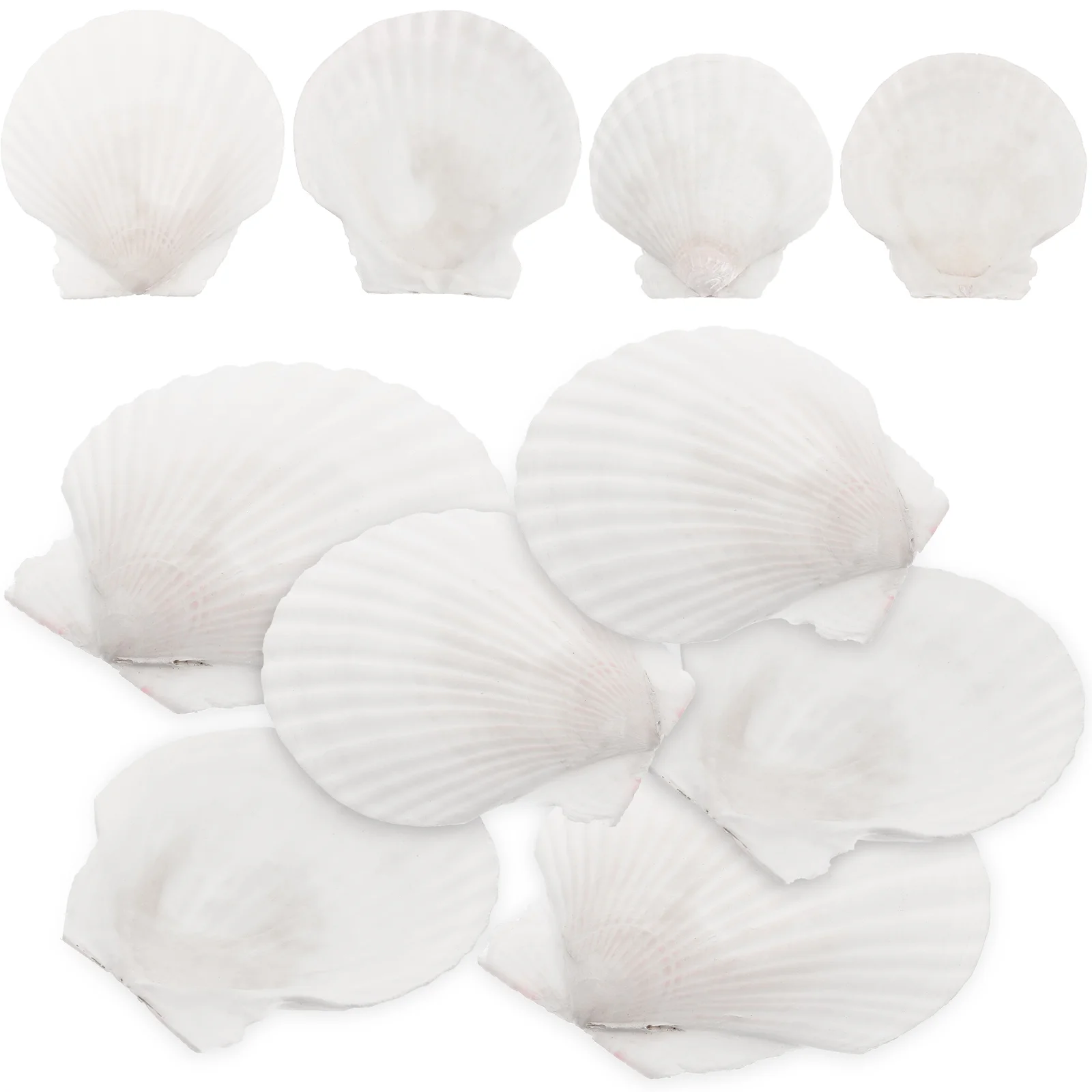 Dekoratyvinis Crafting Shell White Šukutės Gamtos Shell Beach Kriauklių, Rankdarbių White Shell White Shell ??korpusai - 3