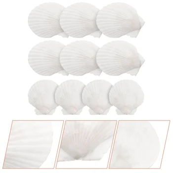Dekoratyvinis Crafting Shell White Šukutės Gamtos Shell Beach Kriauklių, Rankdarbių White Shell White Shell ??korpusai