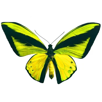 V79# Automobilių Lipdukas Papilio Ulysses Vandeniui Vinilo Decal Automobilių Reikmenys Pegatinas Para Coche 